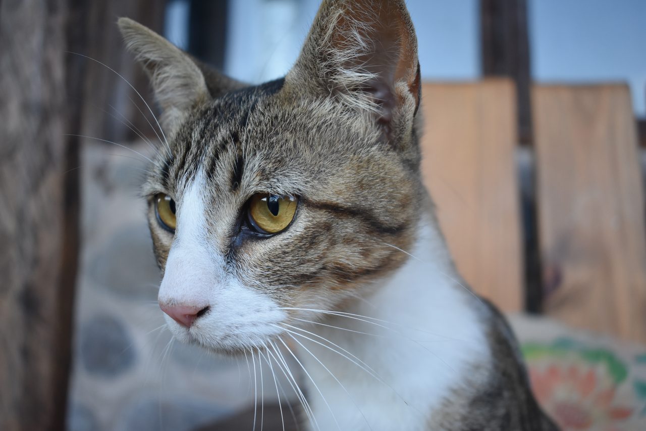 Aldea Luna - Three Weeks Country Living