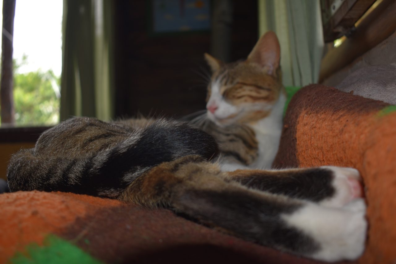 Aldea Luna - Three Weeks Country Living