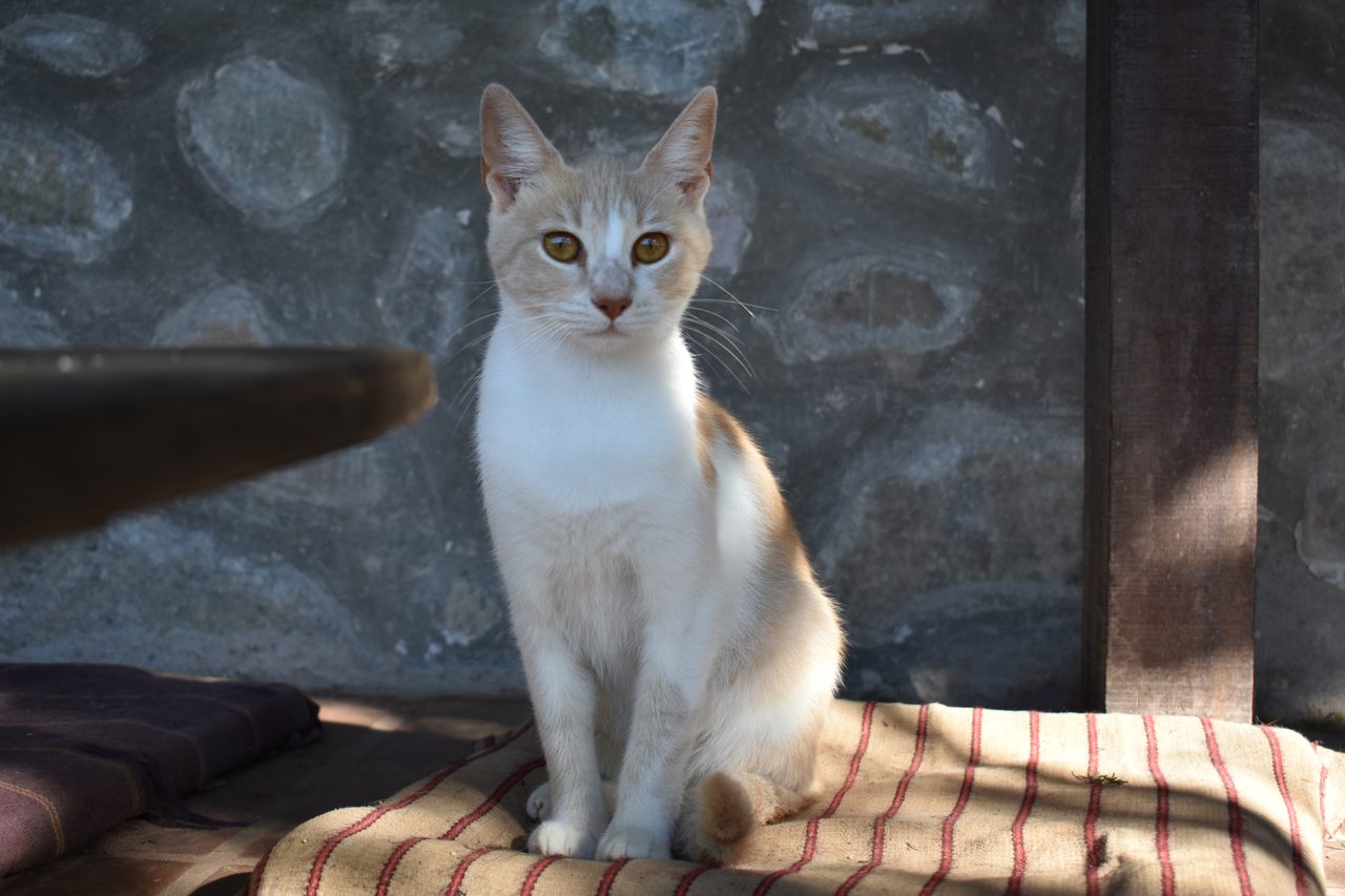 Aldea Luna - Three Weeks Country Living