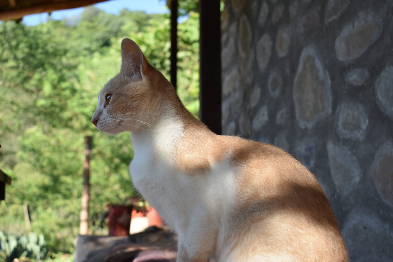 Aldea Luna - Three Weeks Country Living
