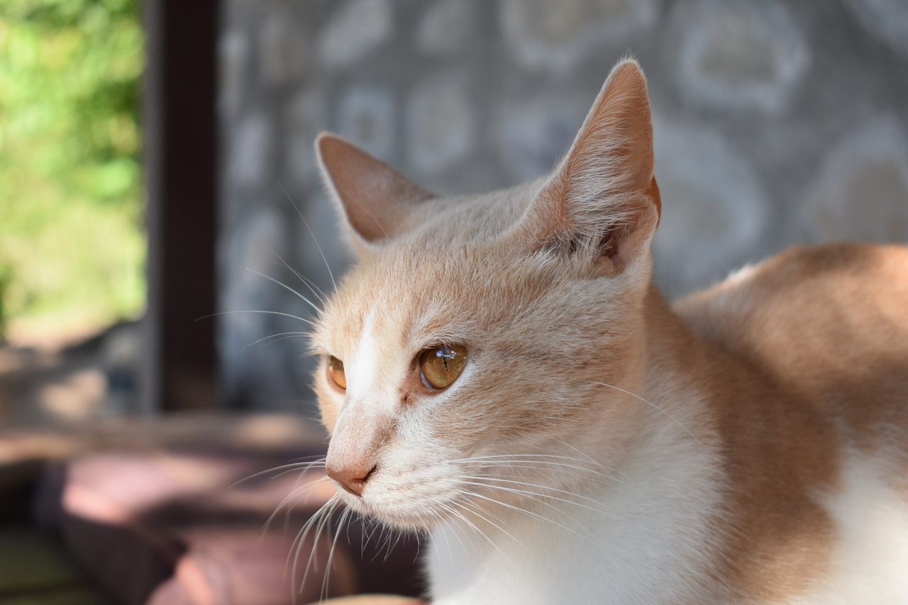 Aldea Luna - Three Weeks Country Living