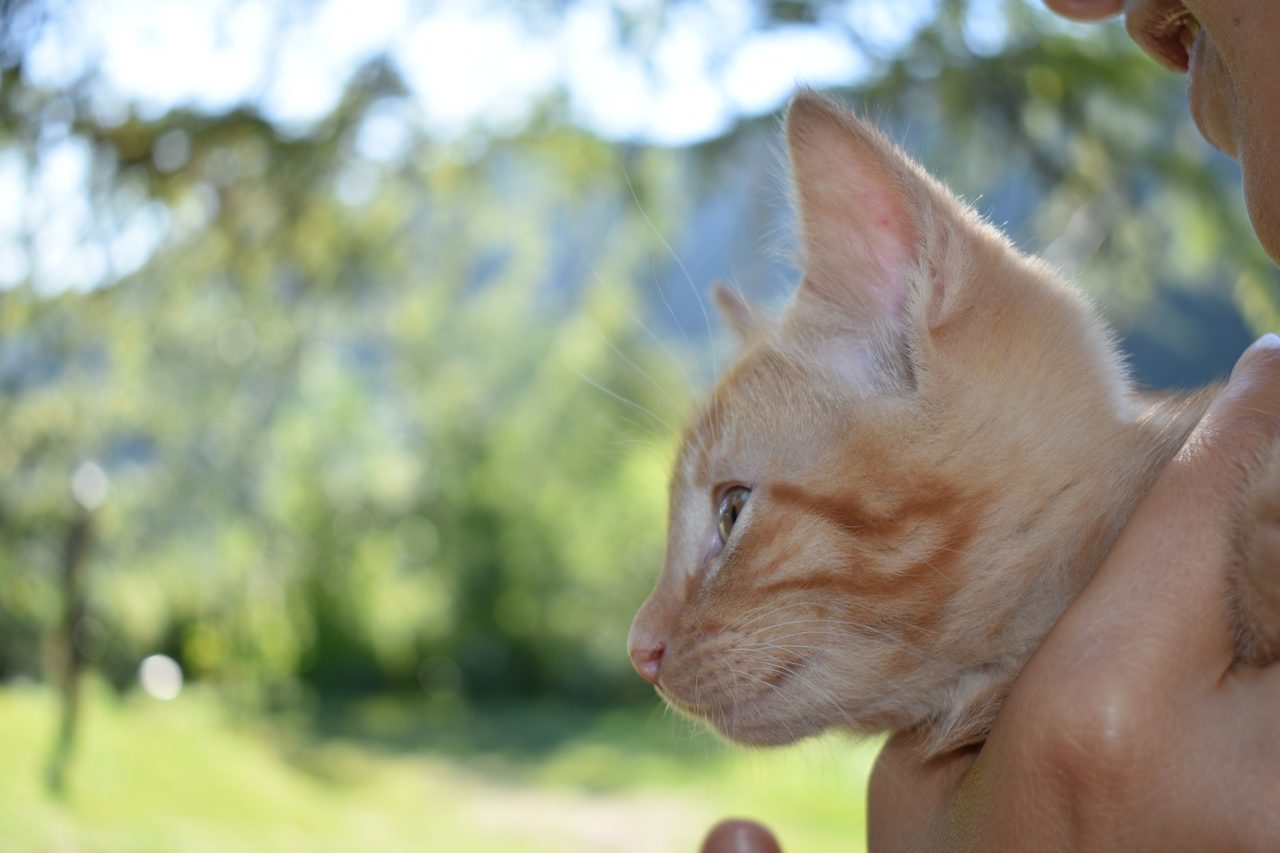 Aldea Luna - Three Weeks Country Living