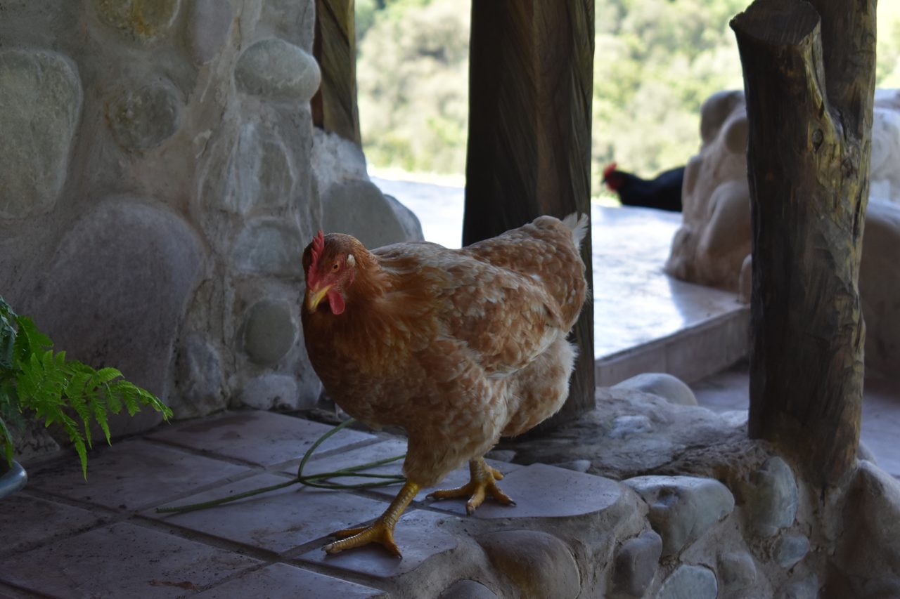 Aldea Luna - Three Weeks Country Living