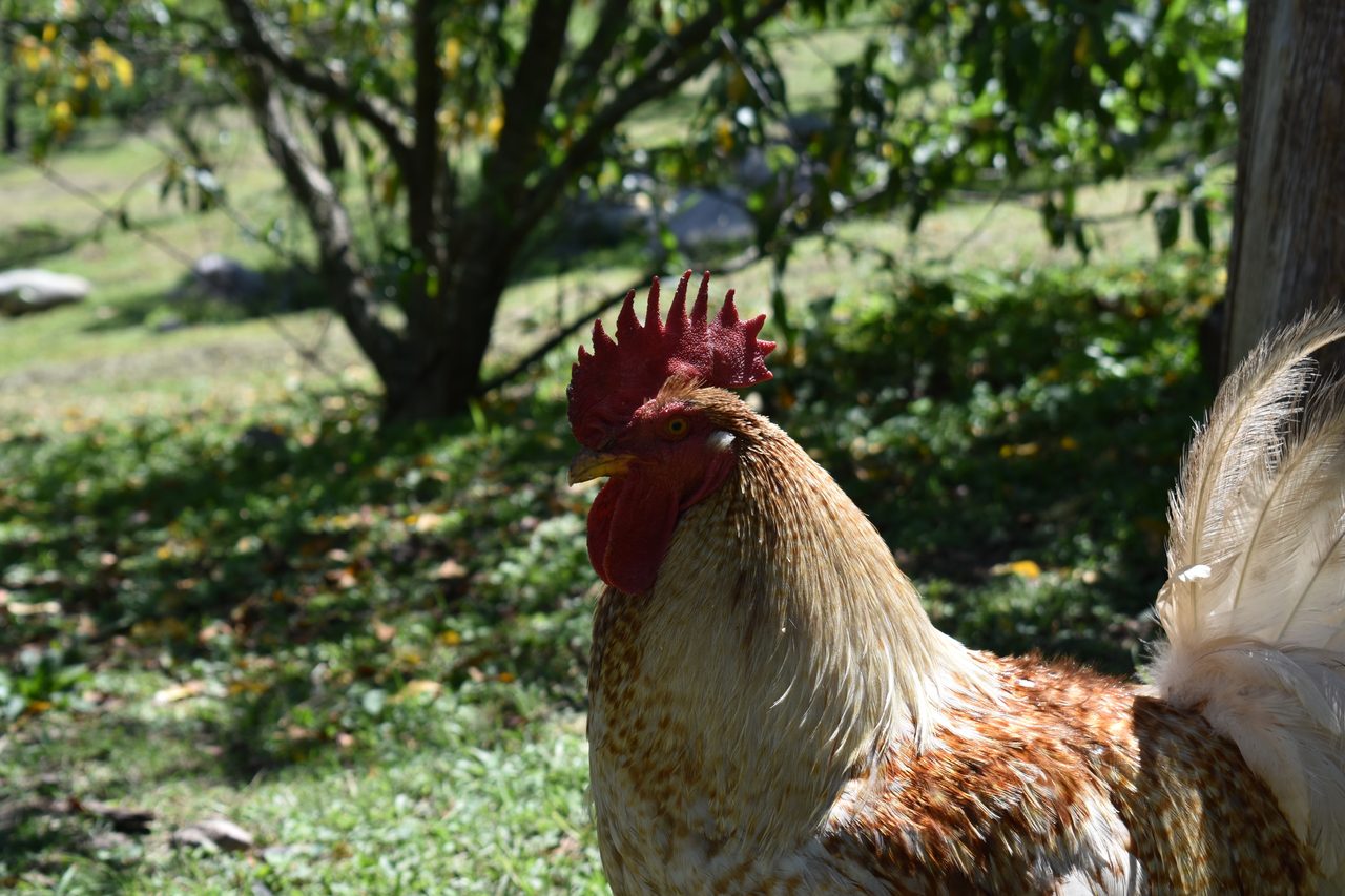 Aldea Luna - Three Weeks Country Living