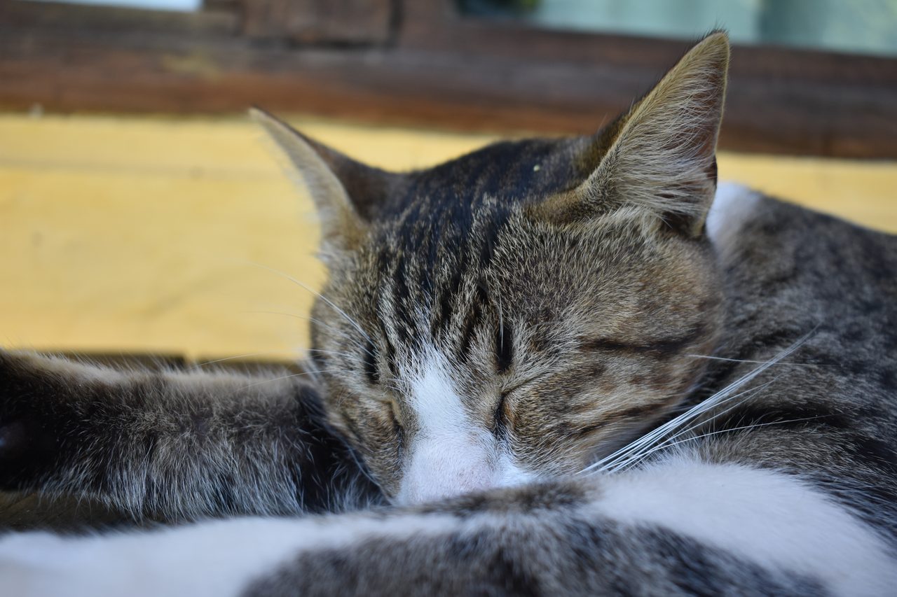 Aldea Luna - Three Weeks Country Living