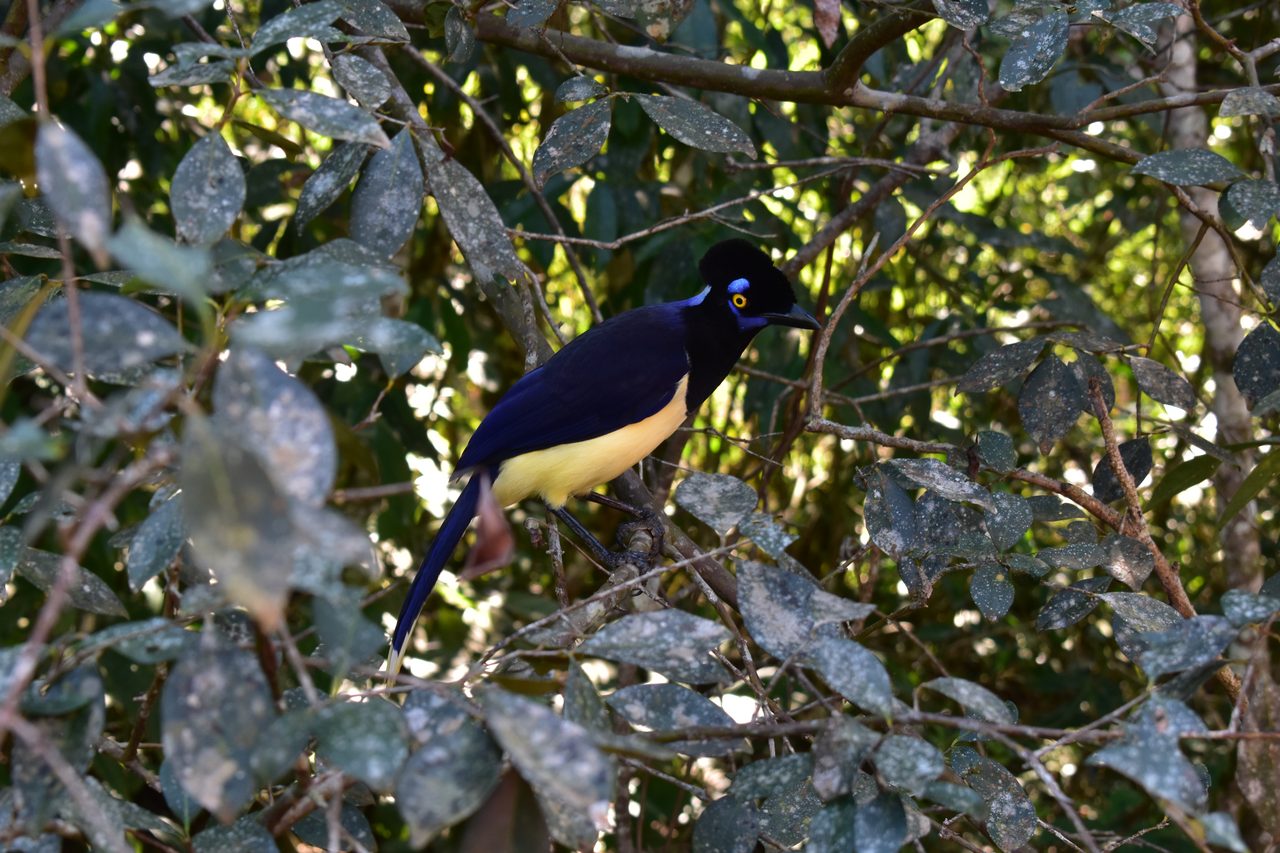 Iguazú Falls (Iguaçu)