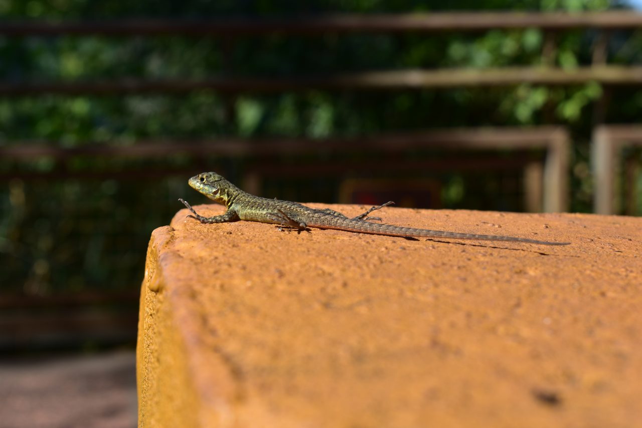 Iguazú Falls (Iguaçu)