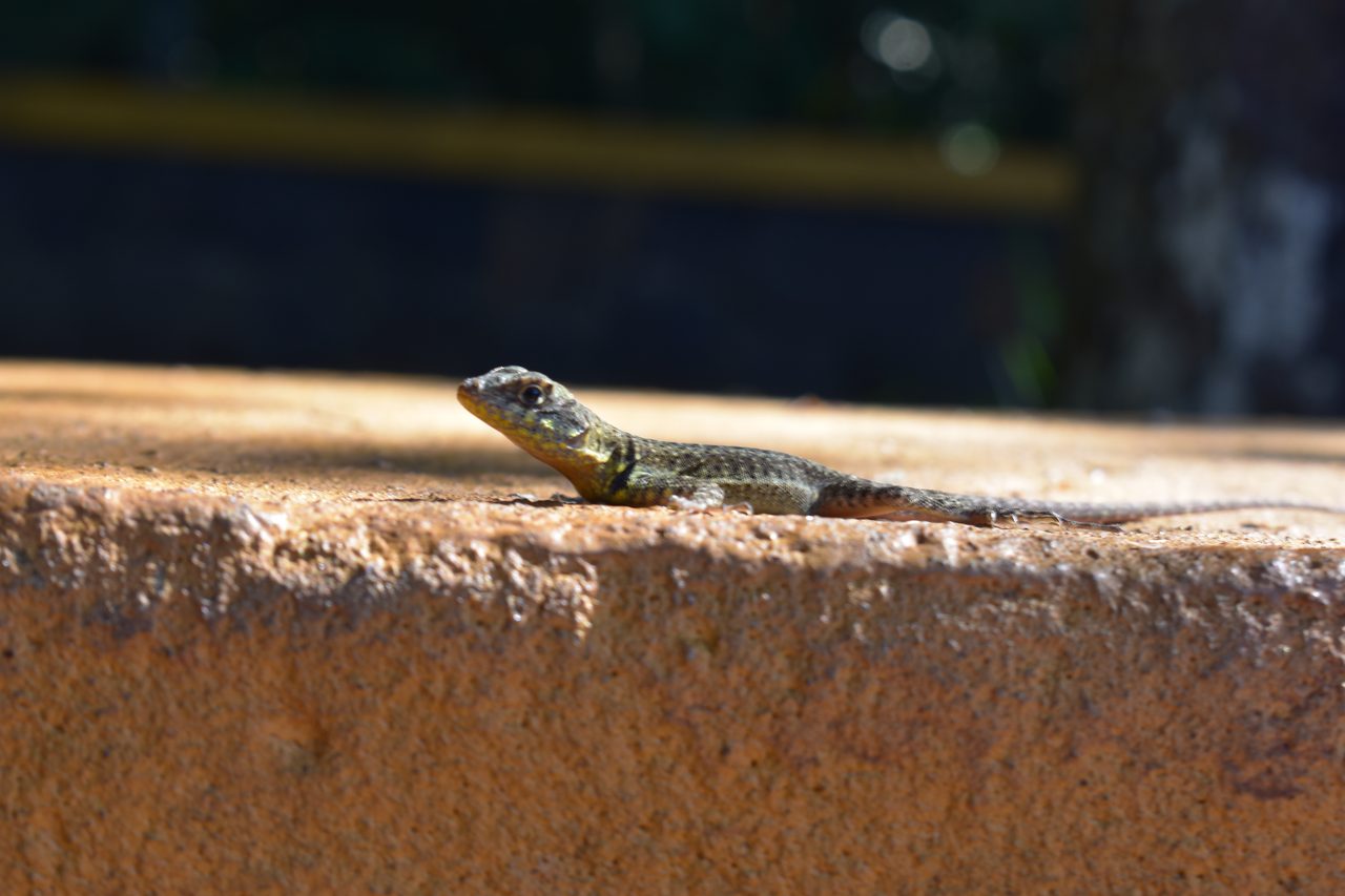 Iguazú Falls (Iguaçu)