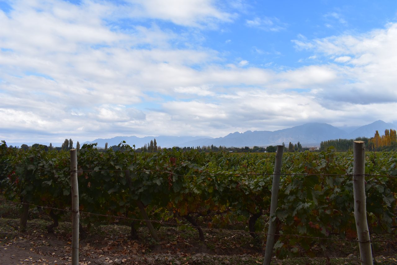 Mendoza