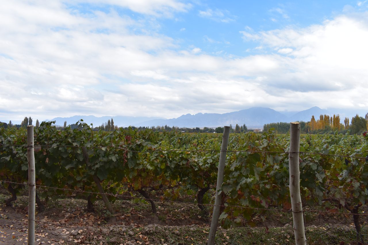 Mendoza