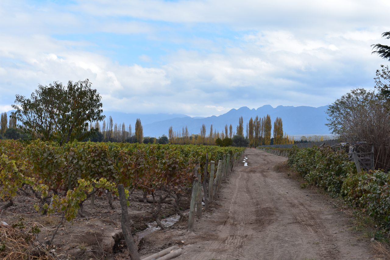 Mendoza