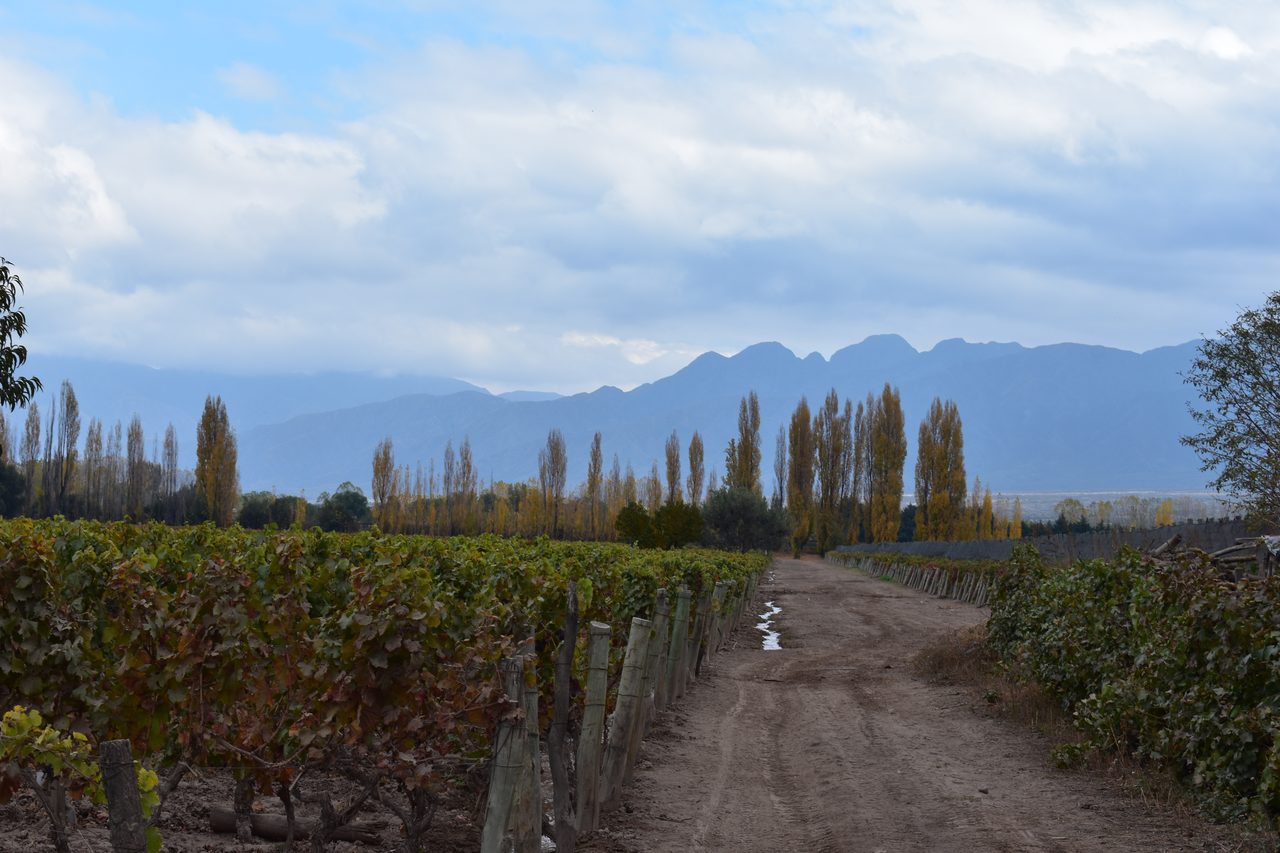 Mendoza