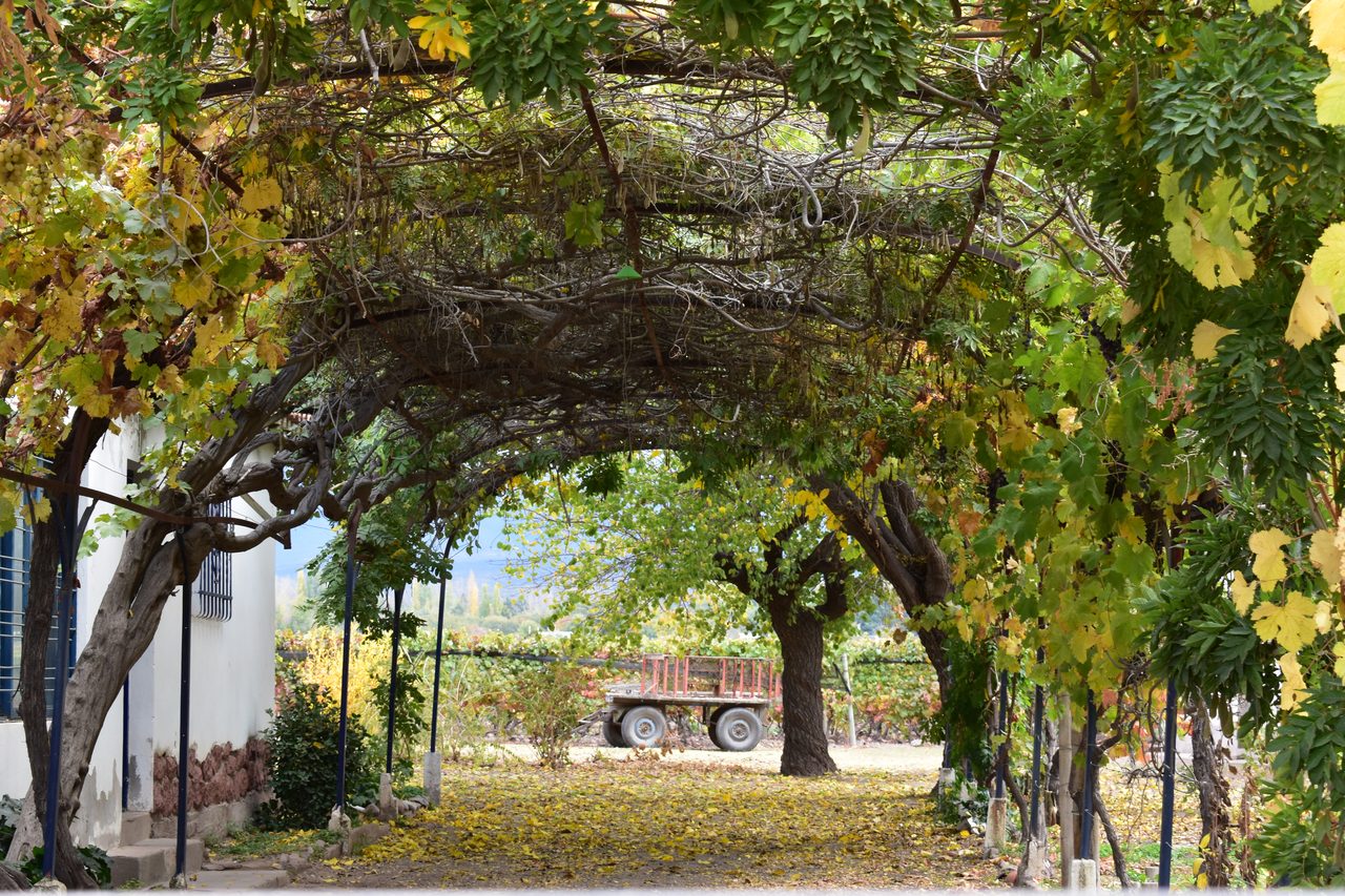 Mendoza