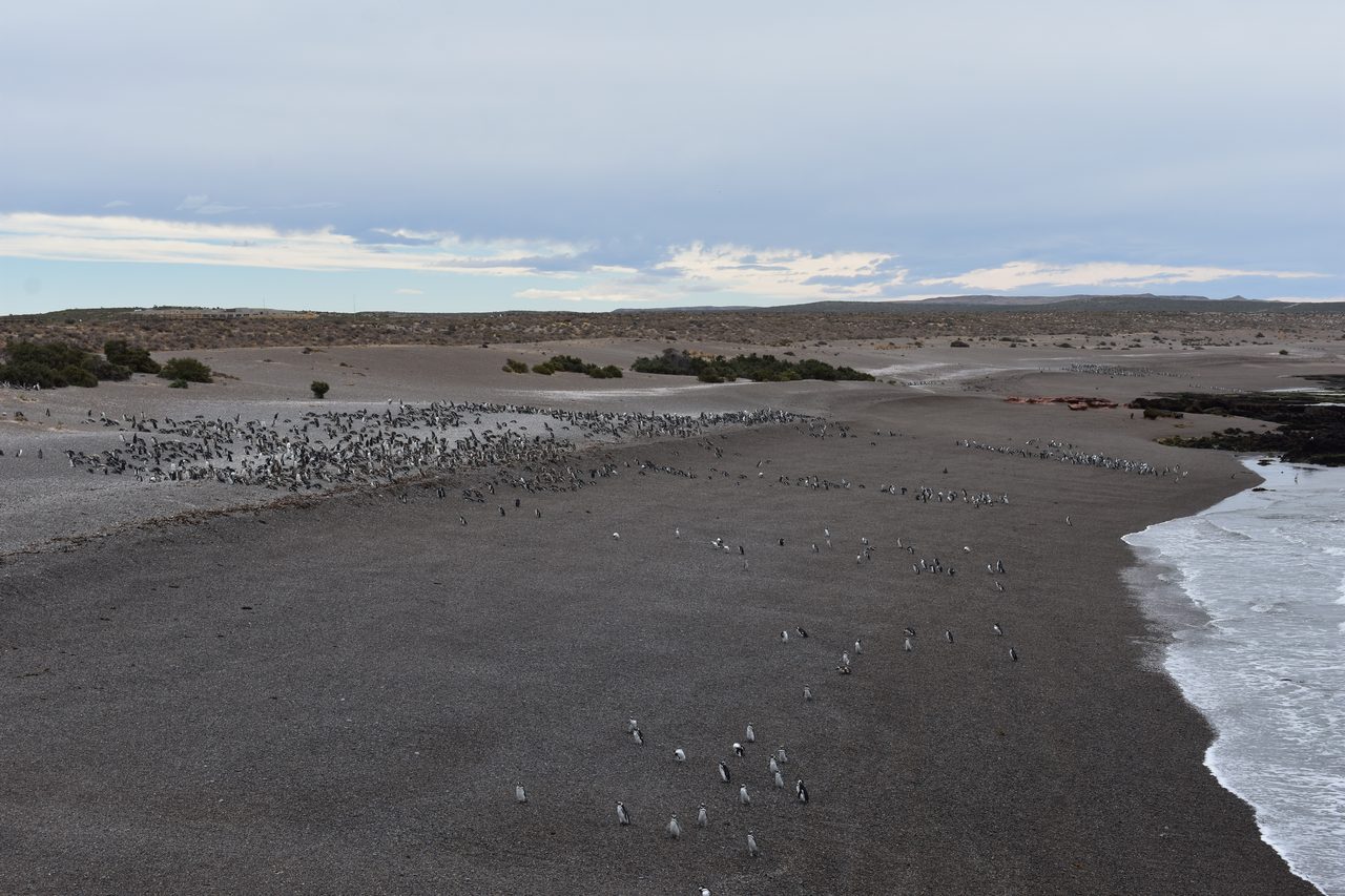 Puerto Madryn, Punta Tombo and Peninsula Valdés