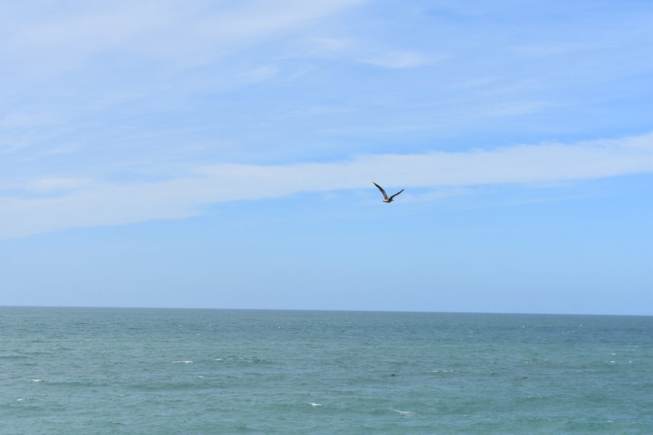 Puerto Madryn, Punta Tombo and Peninsula Valdés