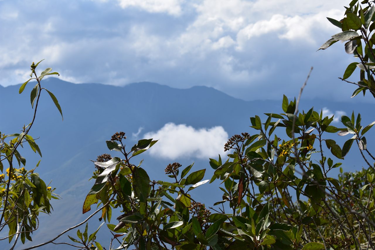 Coroico