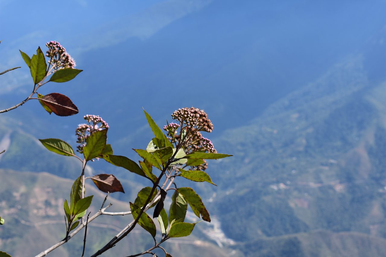 Coroico