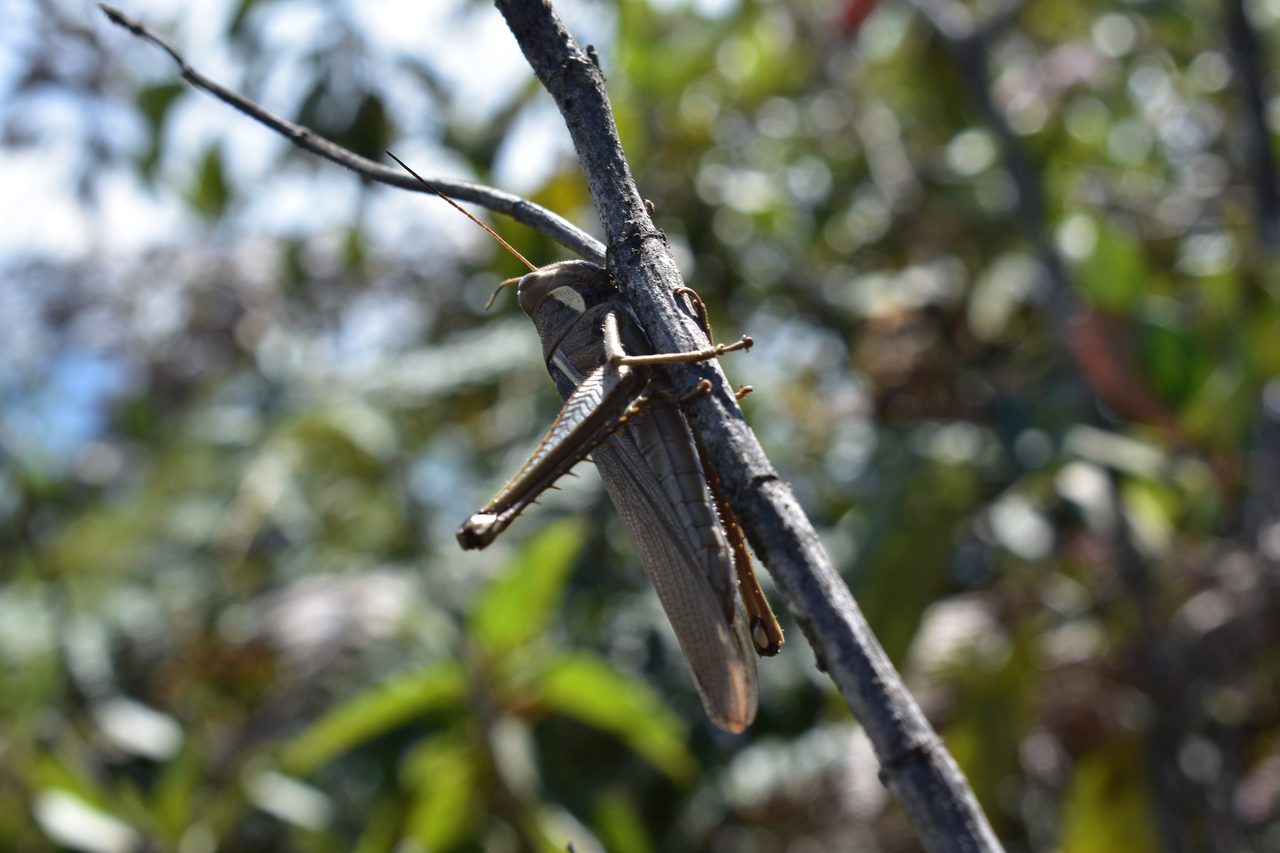 Coroico