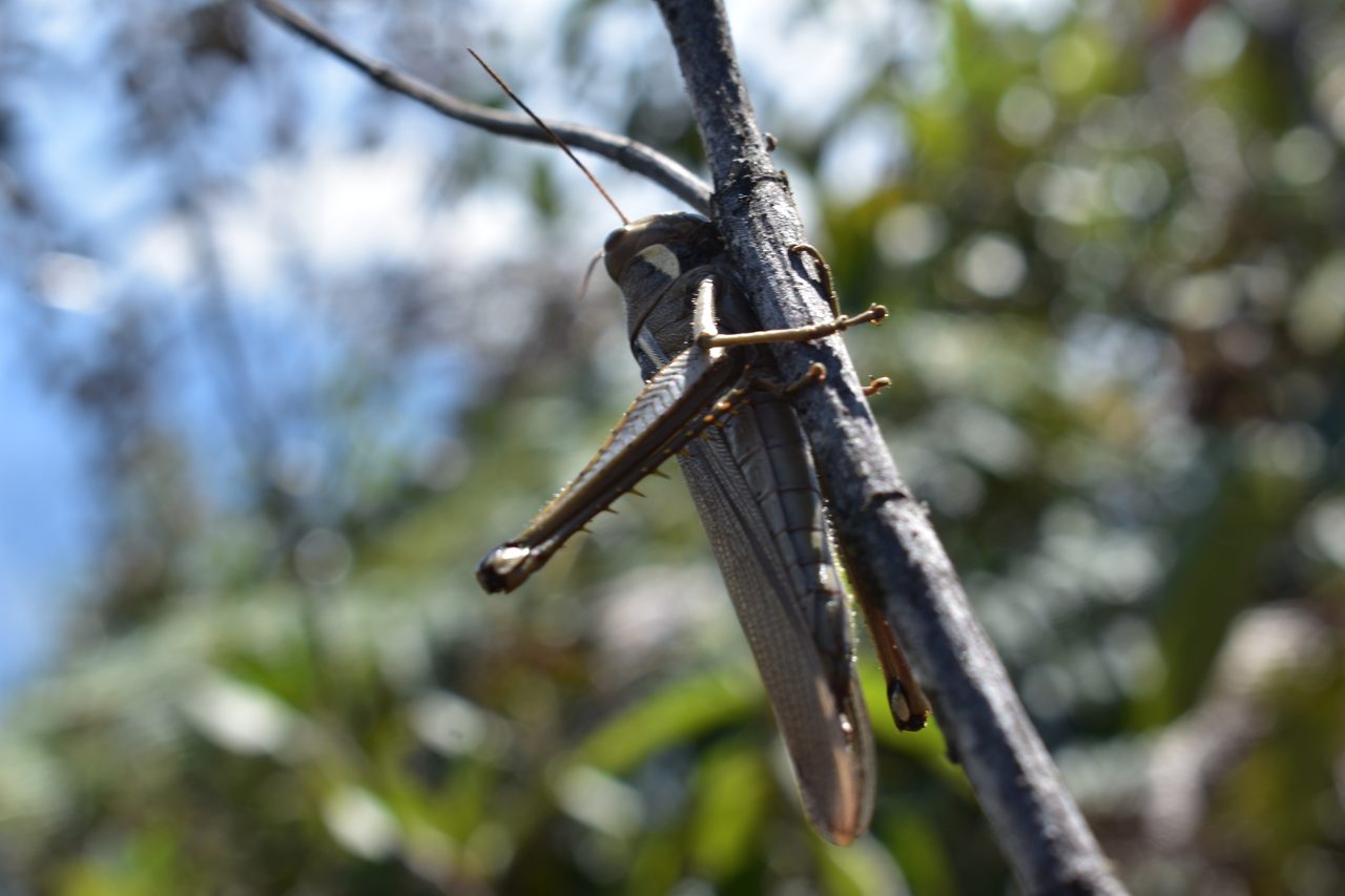 Coroico