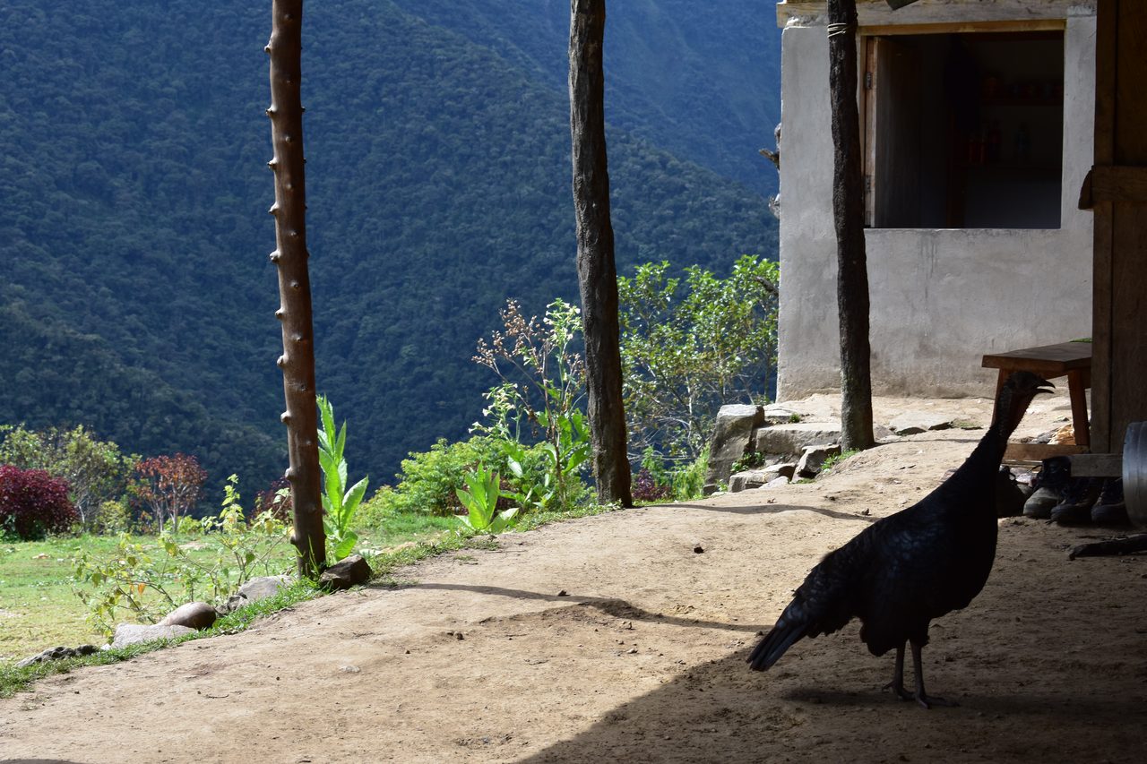 El Choro Trek, Day 1