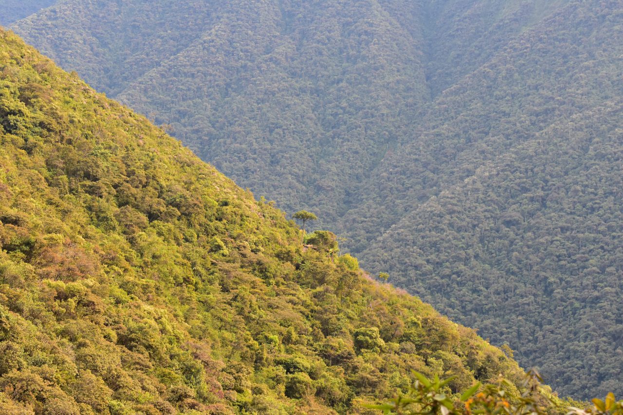 El Choro Trek, Day 3