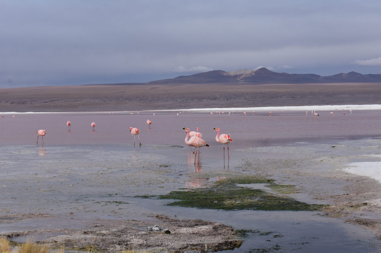 Salar de Uyuni Tour