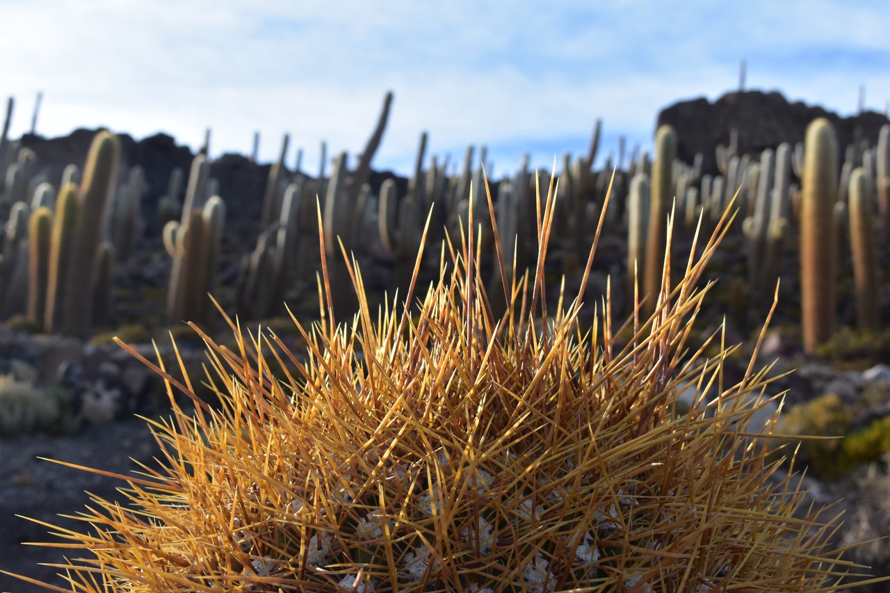 Salar de Uyuni Tour