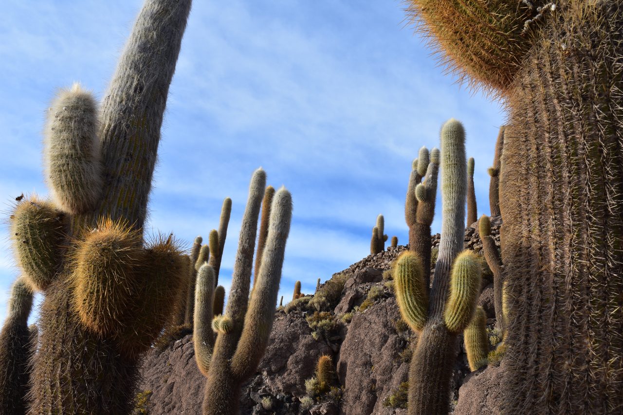 Salar de Uyuni Tour