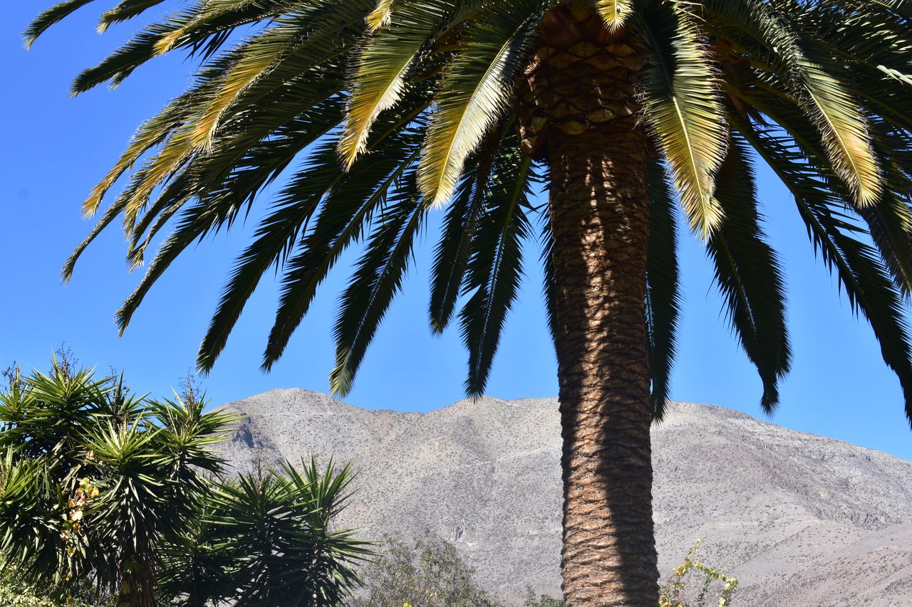 La Serena and Elqui Valley