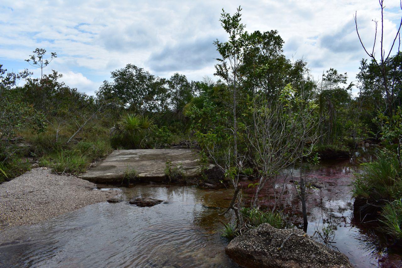 Caño Cristales