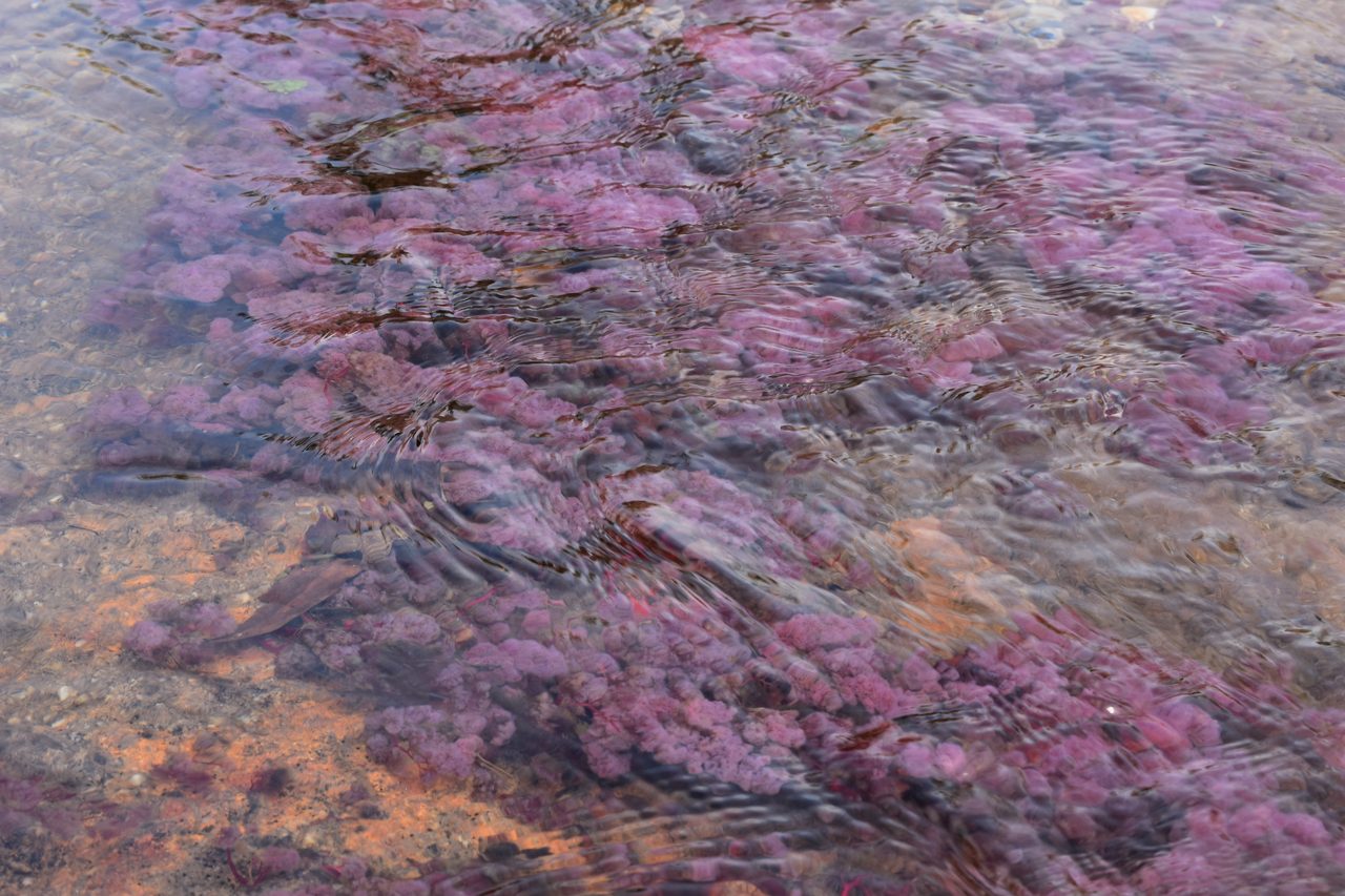 Caño Cristales