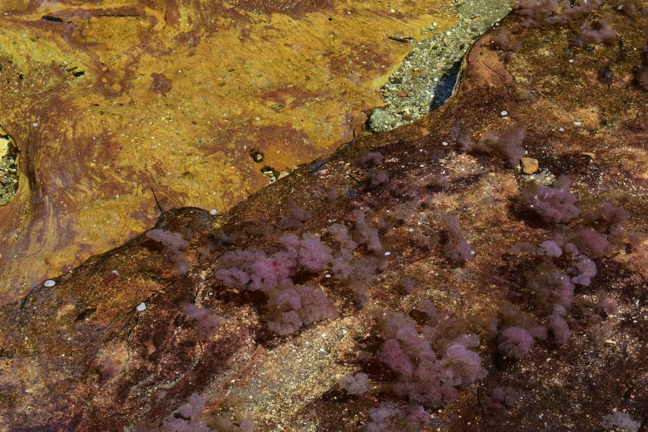 Caño Cristales