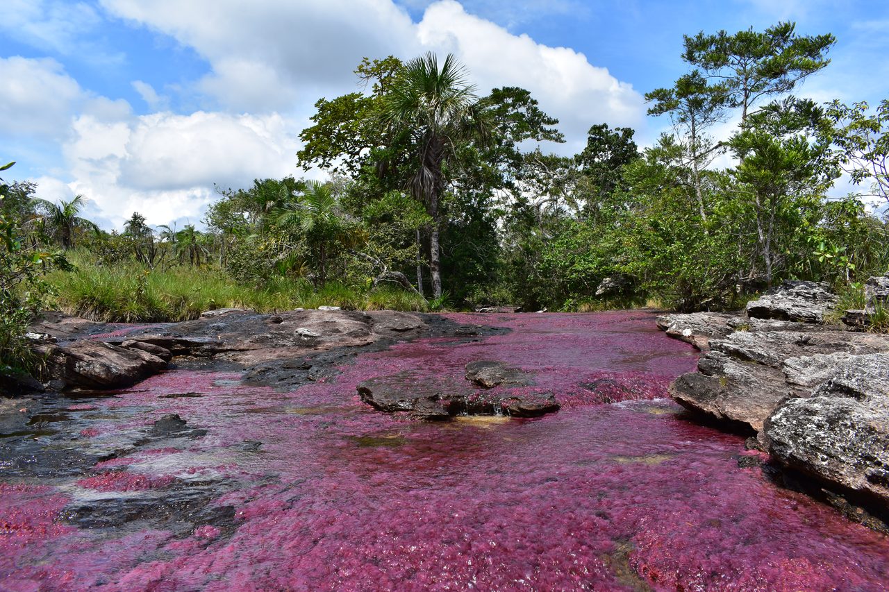 Caño Cristales