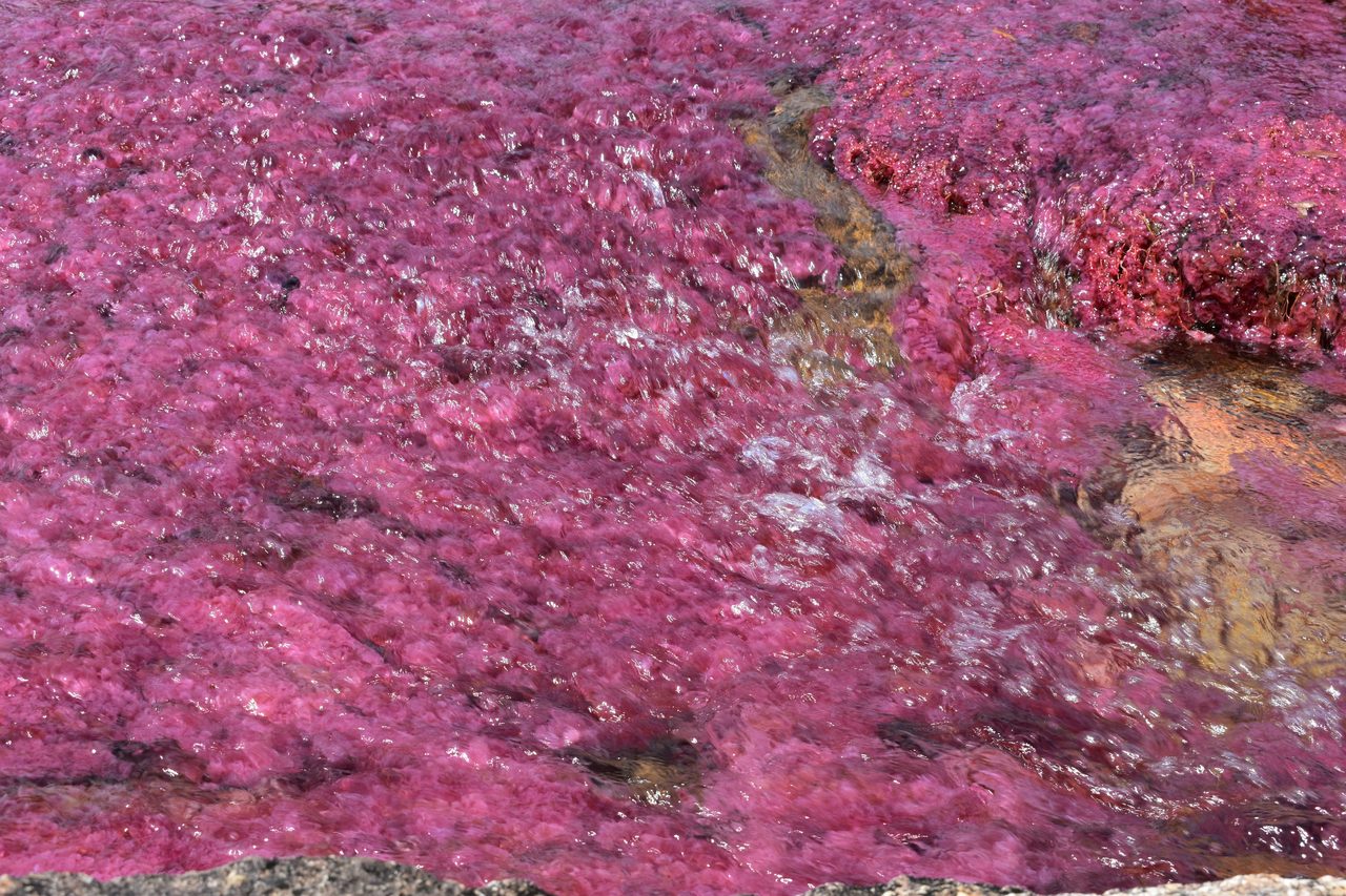 Caño Cristales
