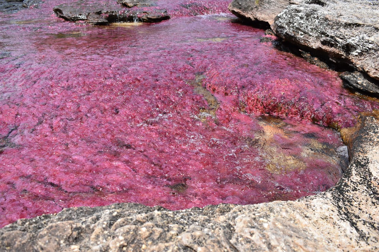 Caño Cristales