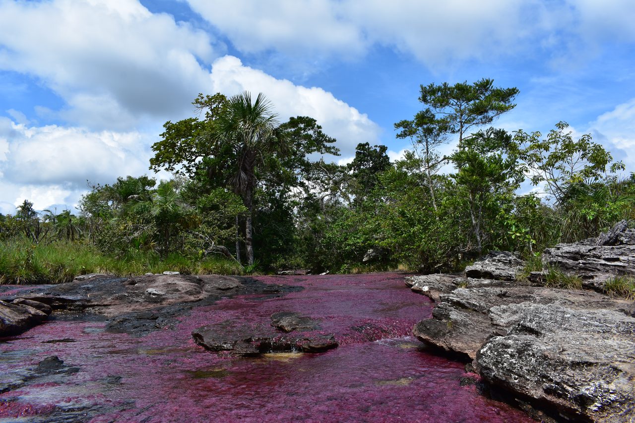 Caño Cristales