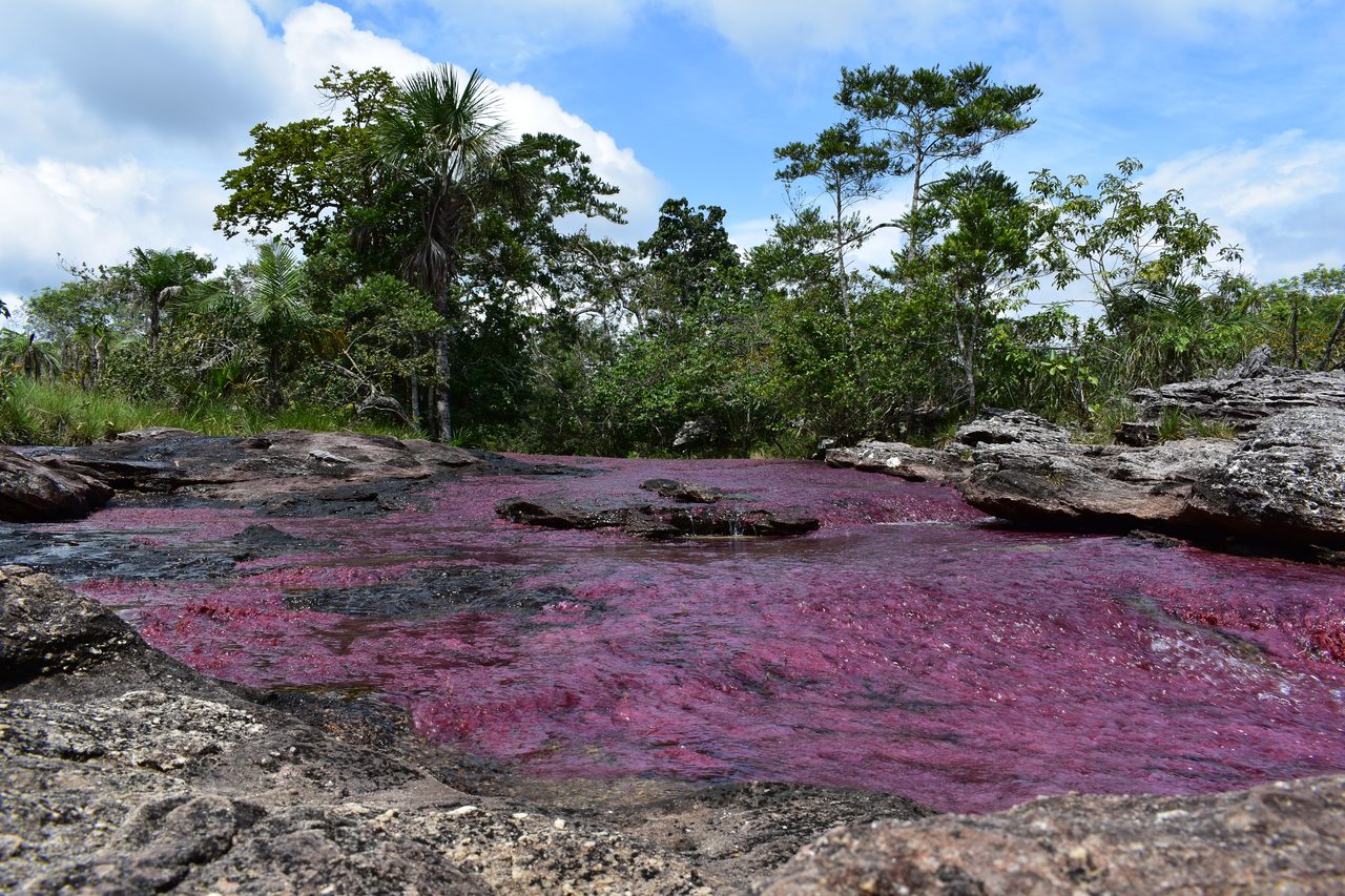 Caño Cristales
