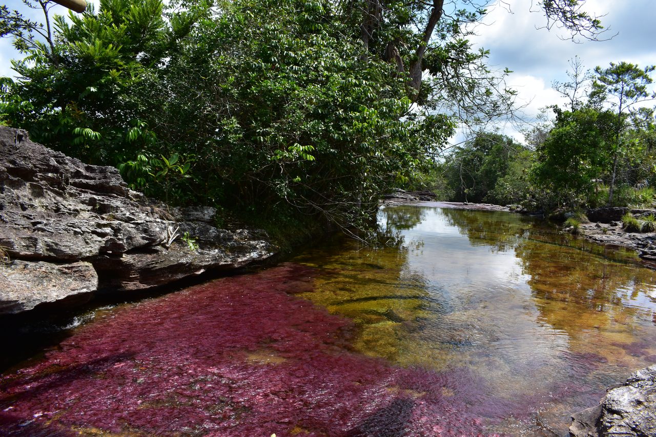 Caño Cristales