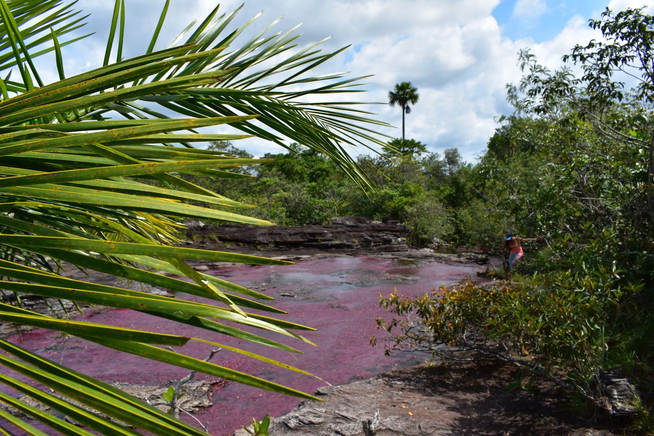 Caño Cristales