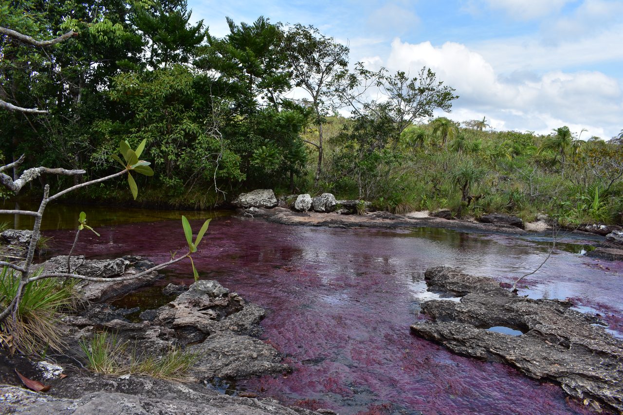 Caño Cristales