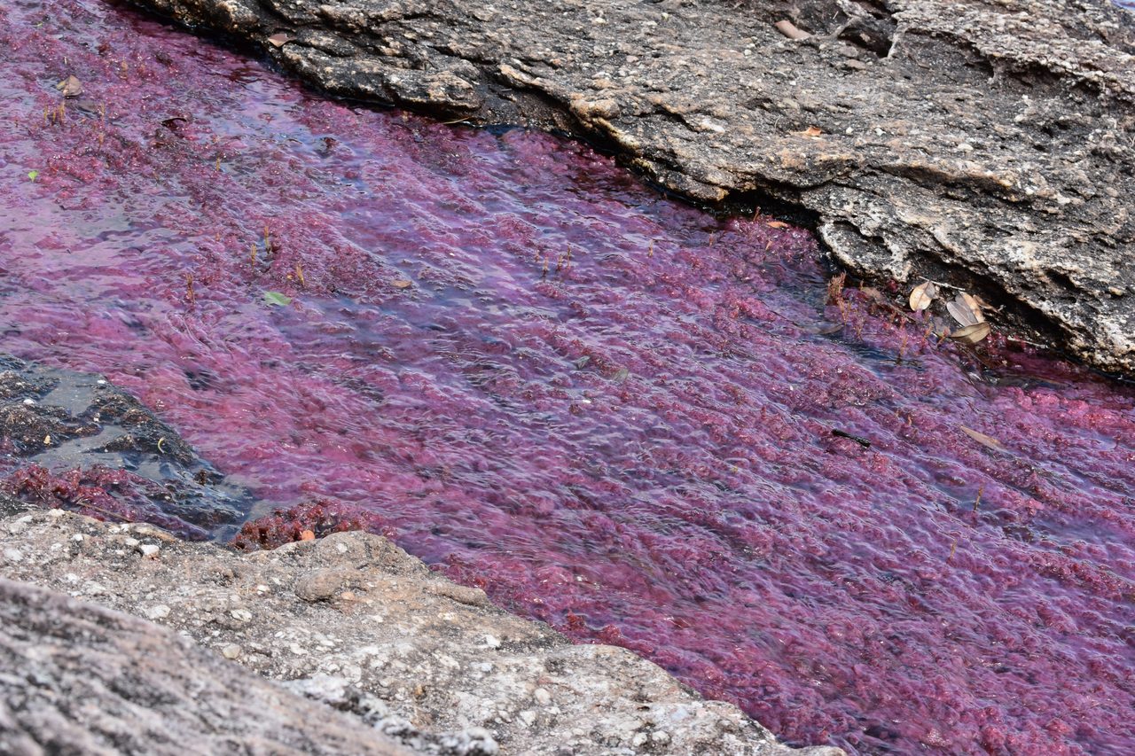 Caño Cristales