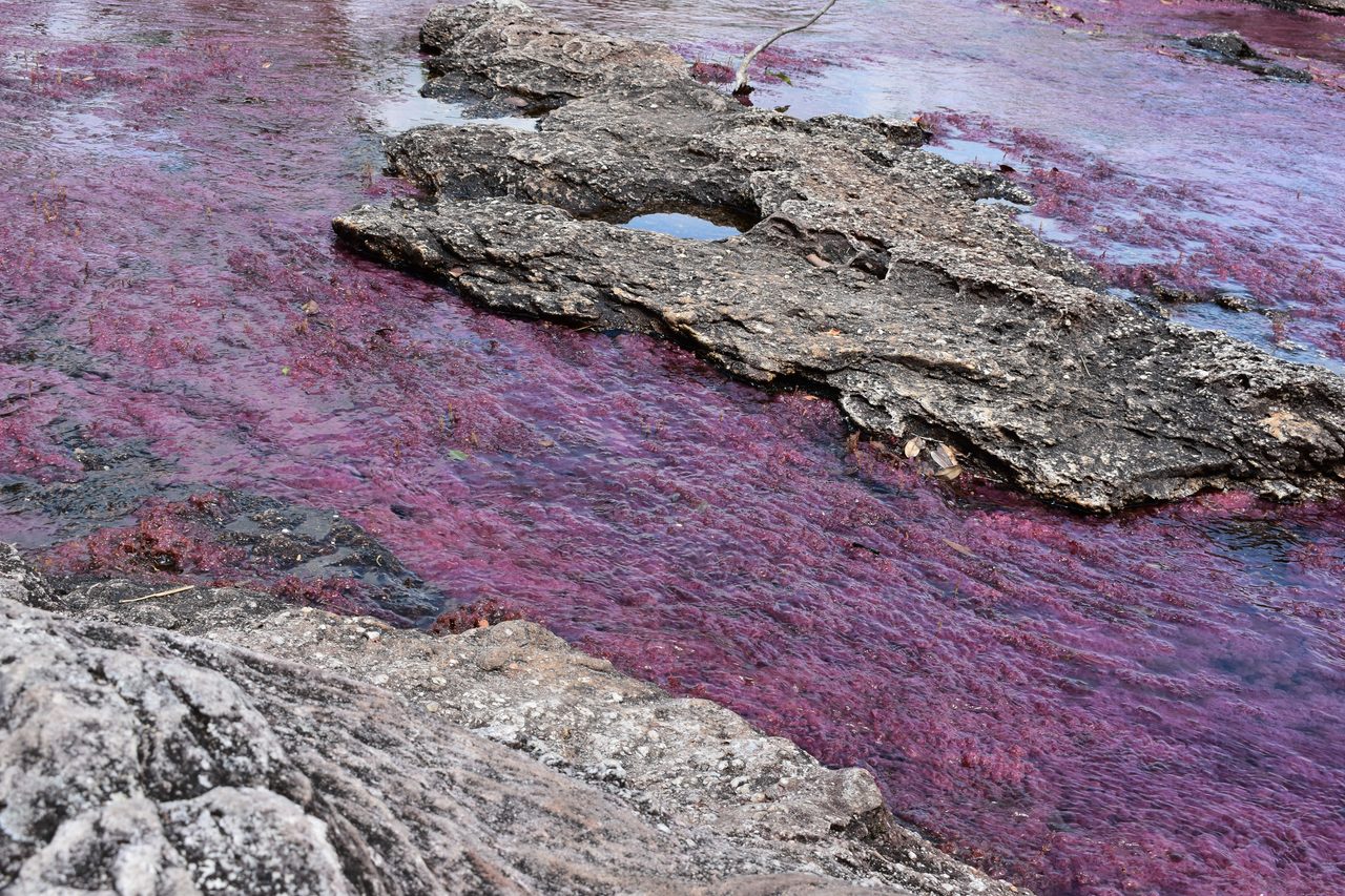 Caño Cristales