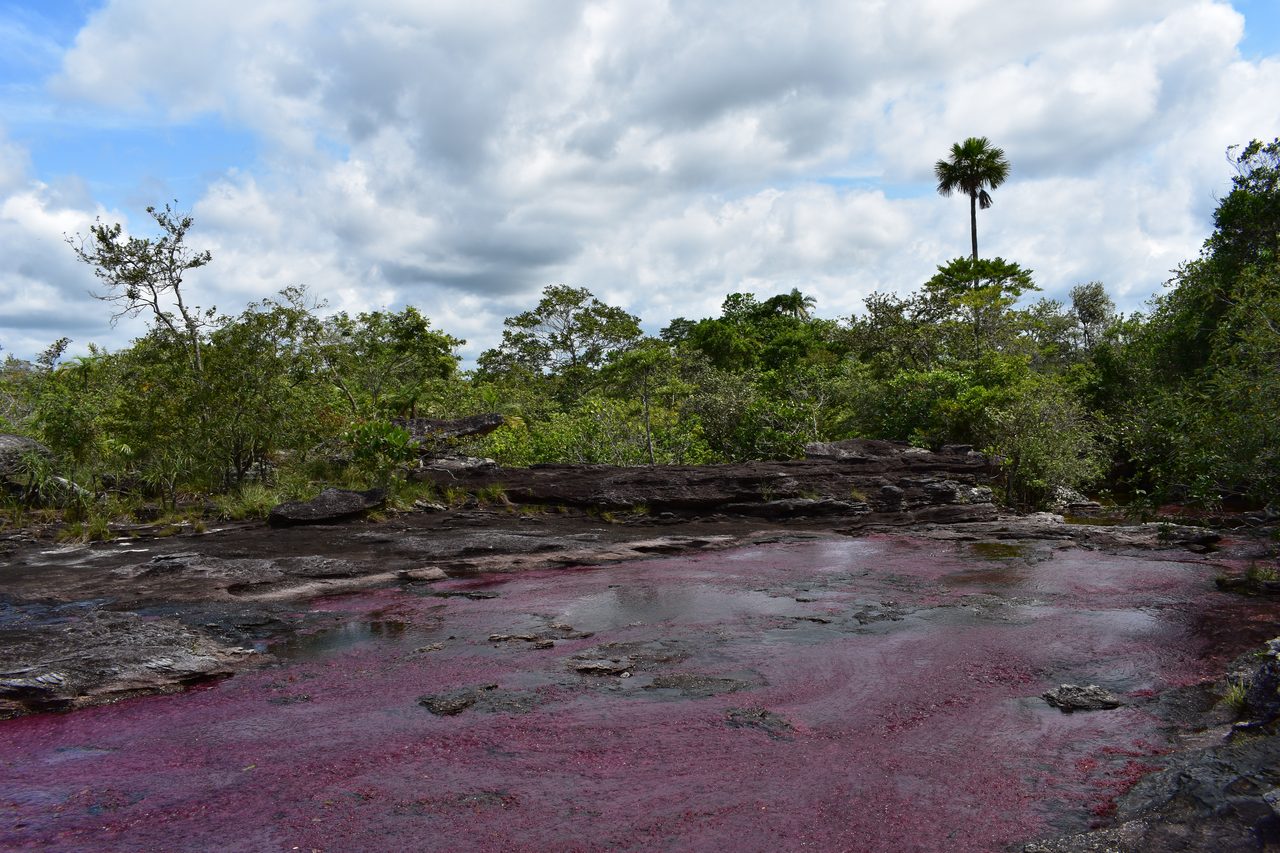 Caño Cristales