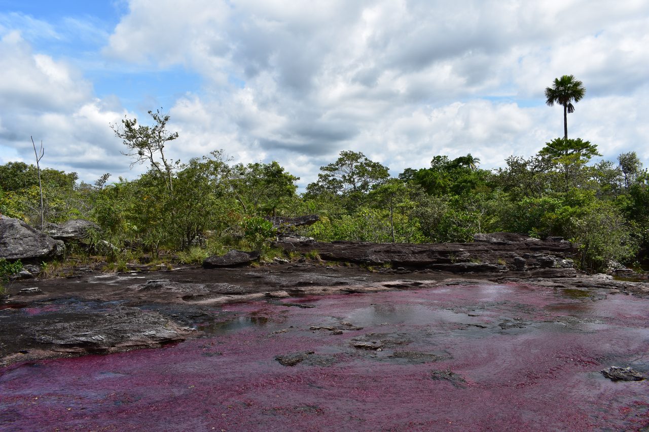 Caño Cristales