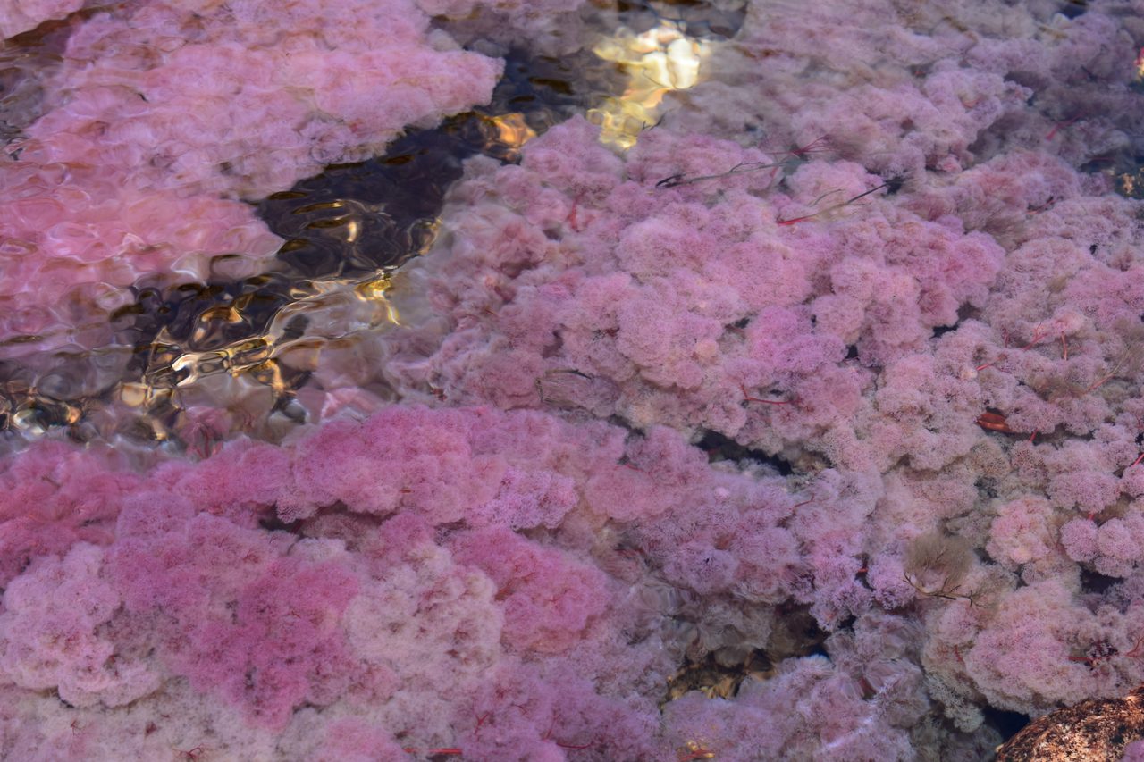 Caño Cristales