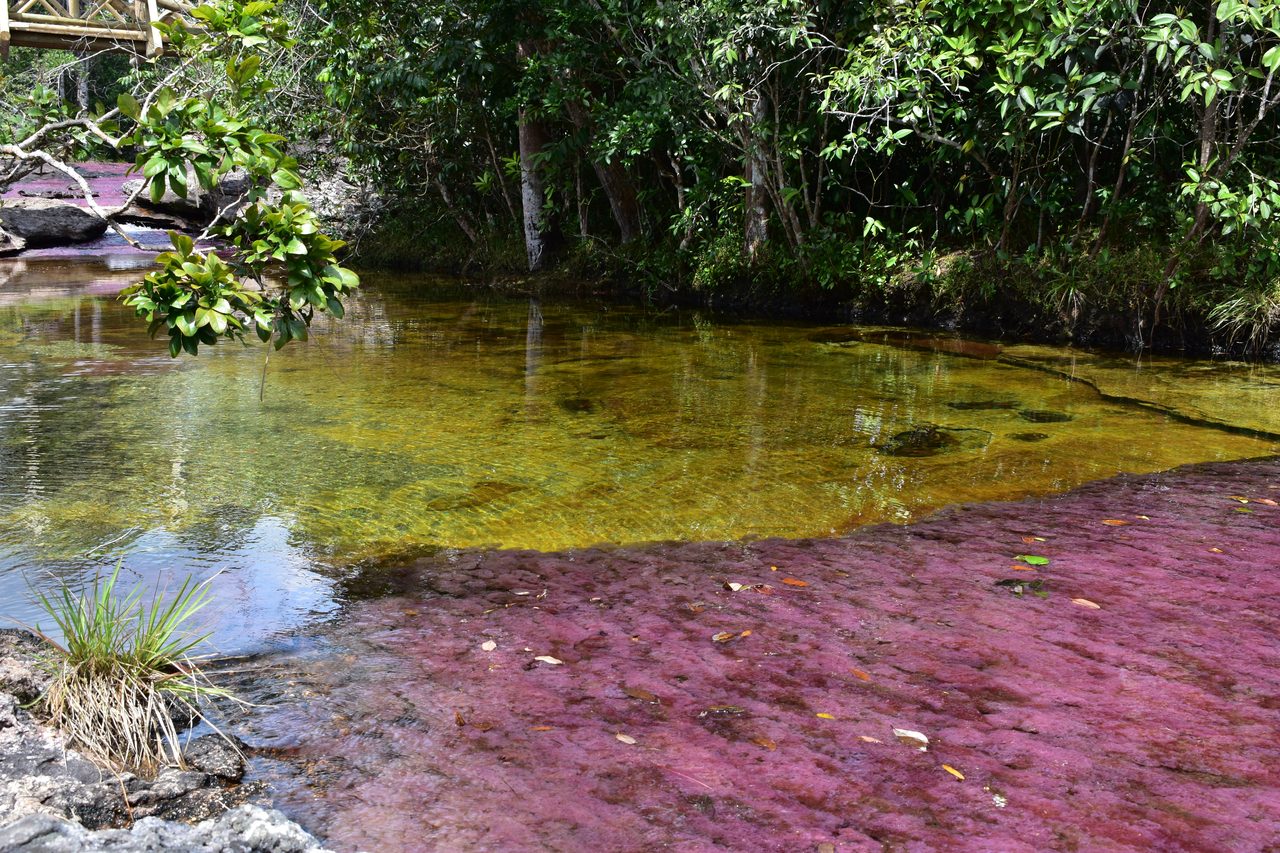 Caño Cristales