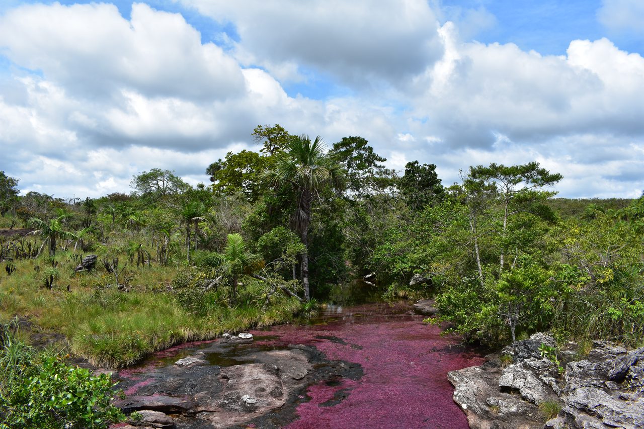 Caño Cristales