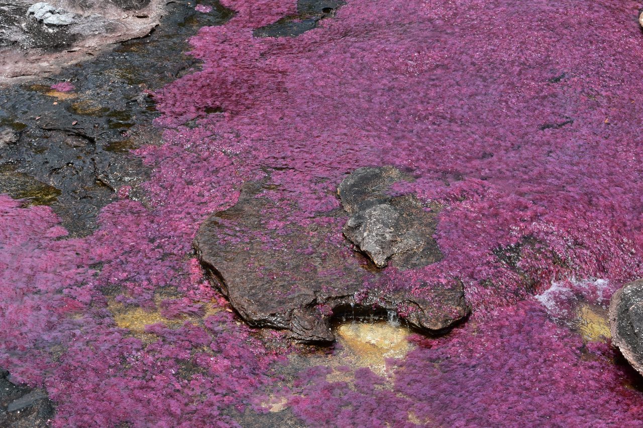 Caño Cristales