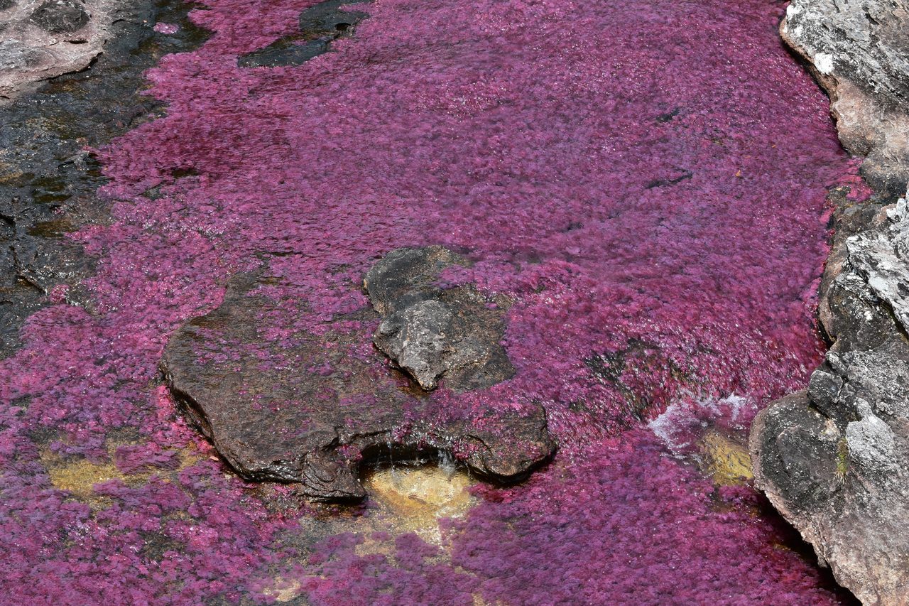 Caño Cristales