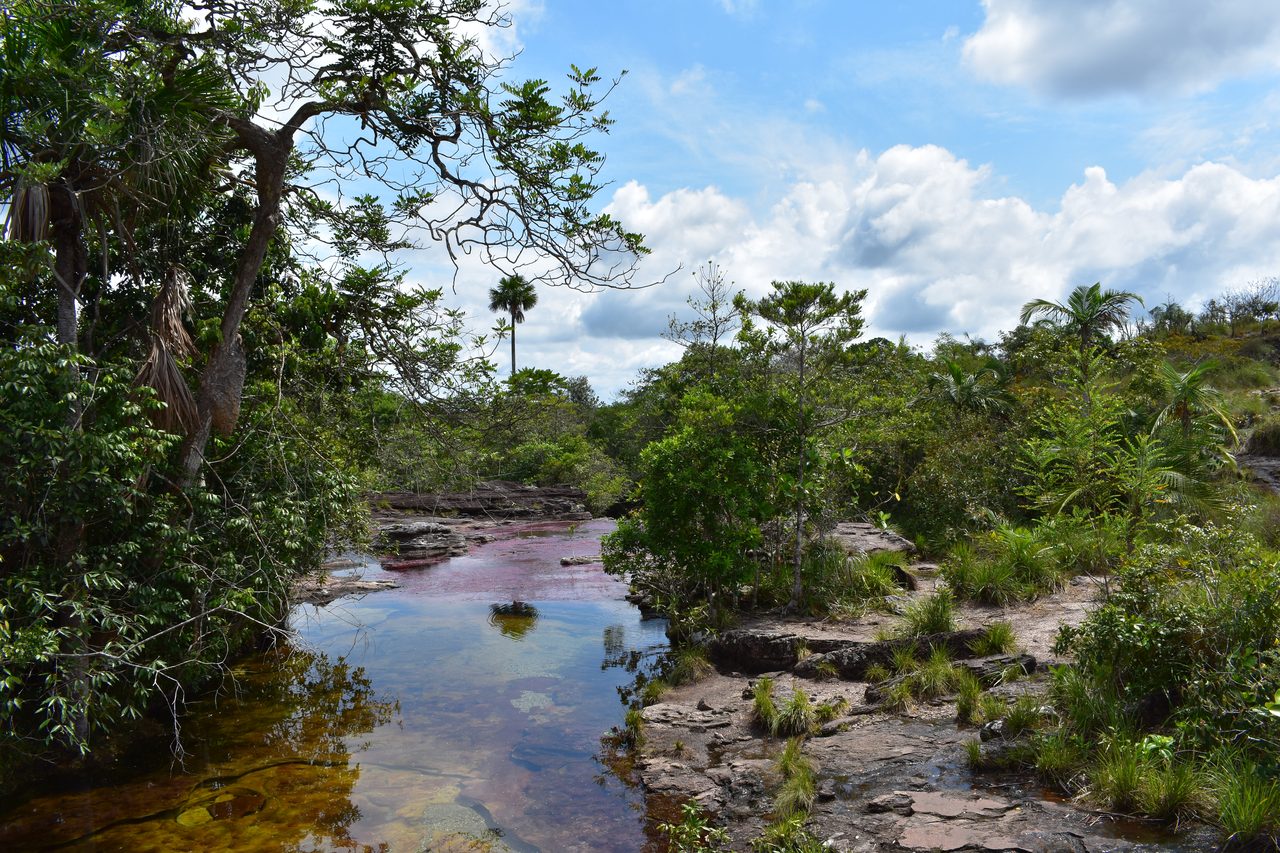 Caño Cristales